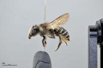 Media type: image;   Entomology 791125 Aspect: habitus lateral view